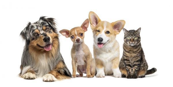 Lafayette Pets