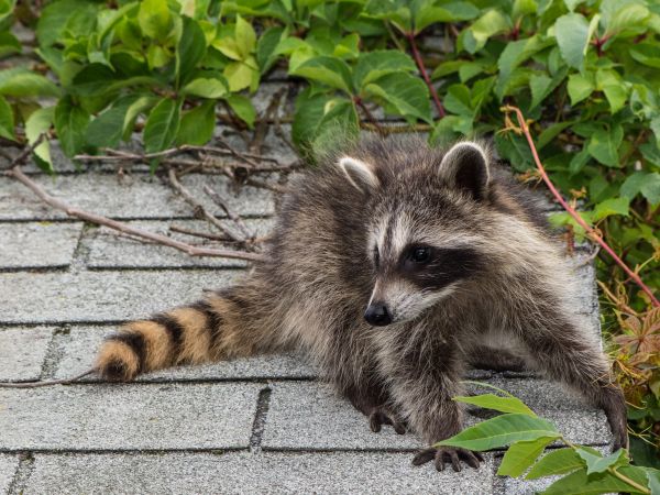 Lafayette Wildlife Removal