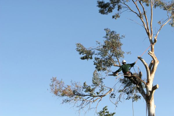 Lafayette Tree Trimming