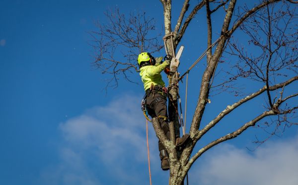 Lafayette Tree Removal